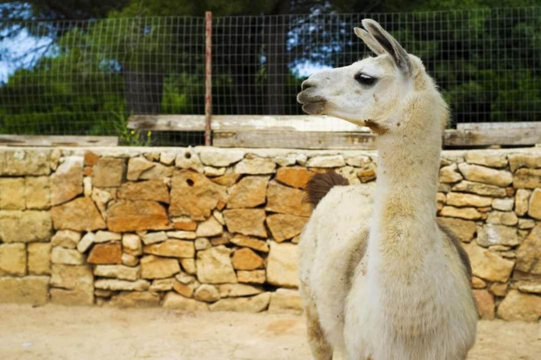 Agriturismo Zio Zac Torre Pali Eksteriør bilde