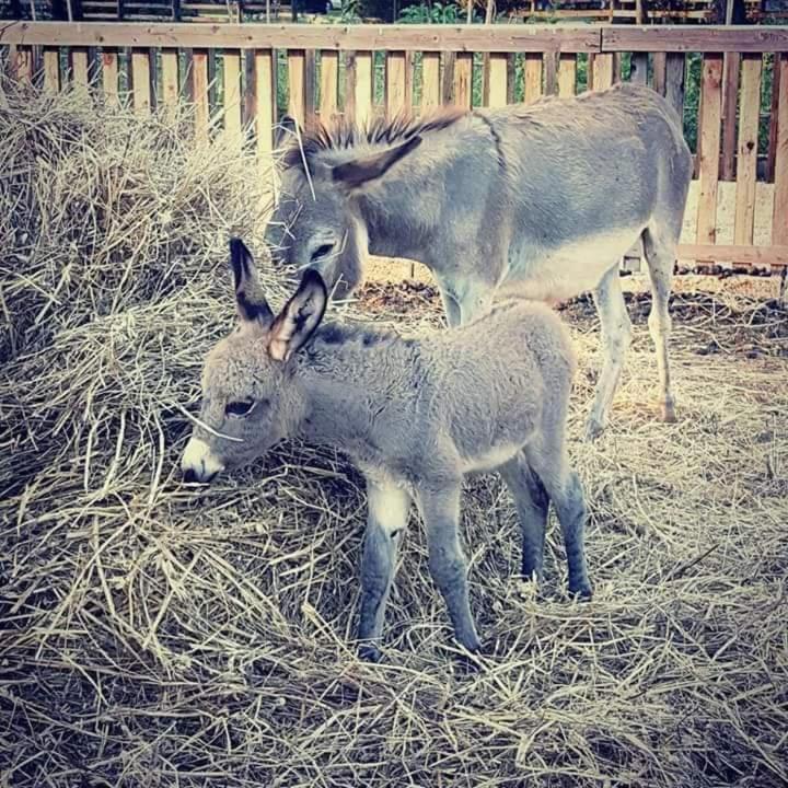 Agriturismo Zio Zac Torre Pali Eksteriør bilde