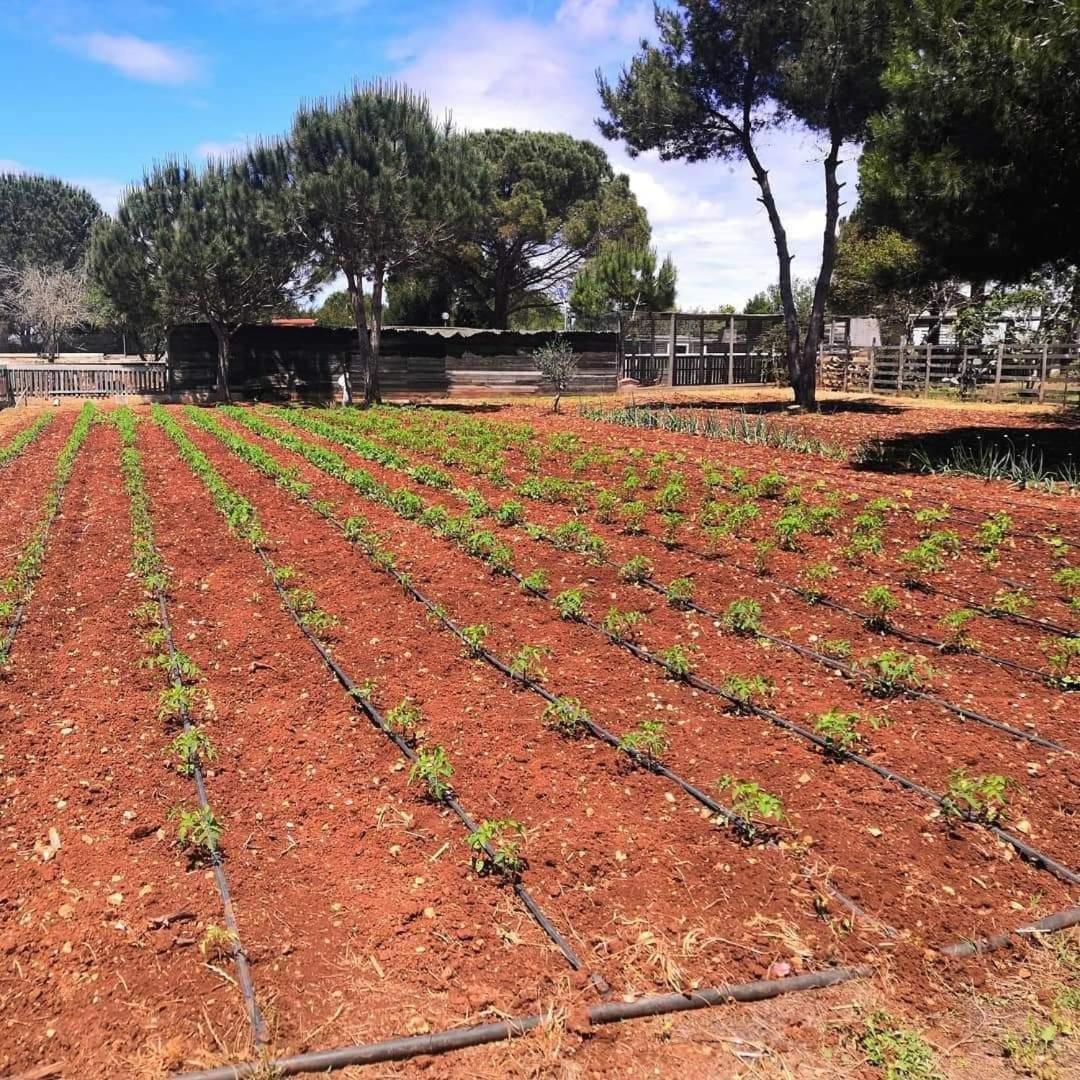Agriturismo Zio Zac Torre Pali Eksteriør bilde